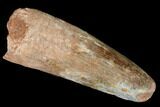 Real Spinosaurus Tooth - Robust Tooth With Feeding Wear #182777-1